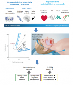 Syndrome d’apnées et hypopnées centrales du sommeil – sfrms-app